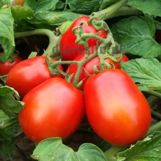 pomidor-pegaso-nasiona.jpg