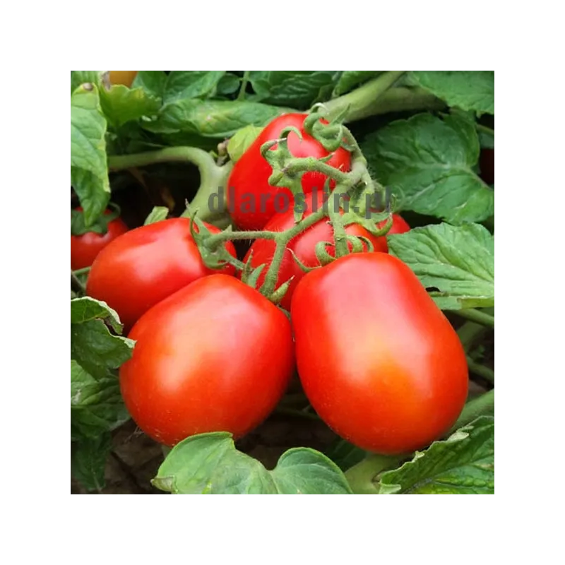 pomidor-pegaso-nasiona.jpg