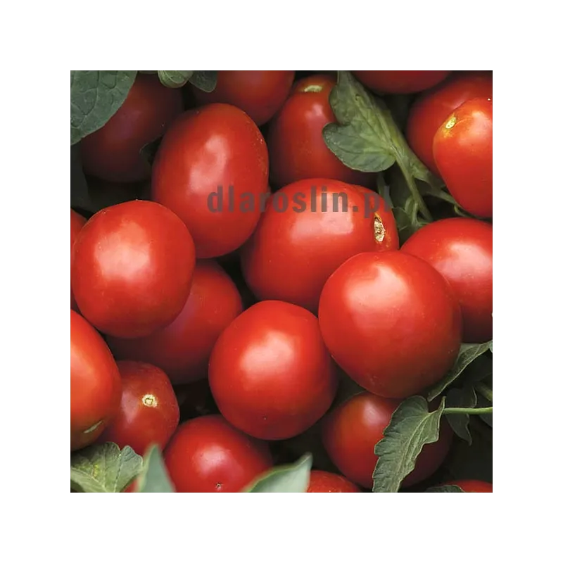 pomidor-miceno-nasiona.jpg