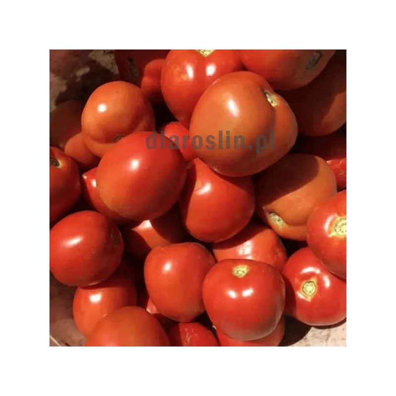 pomidor-brixton-syngenta-nasiona.jpg