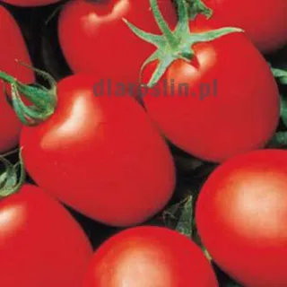 pomidor-grandimat-F1-seminis-nasiona.jpg
