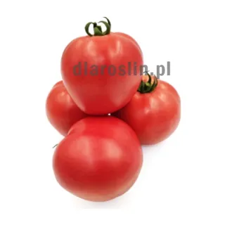 pomidor-tuccane-clause.jpg