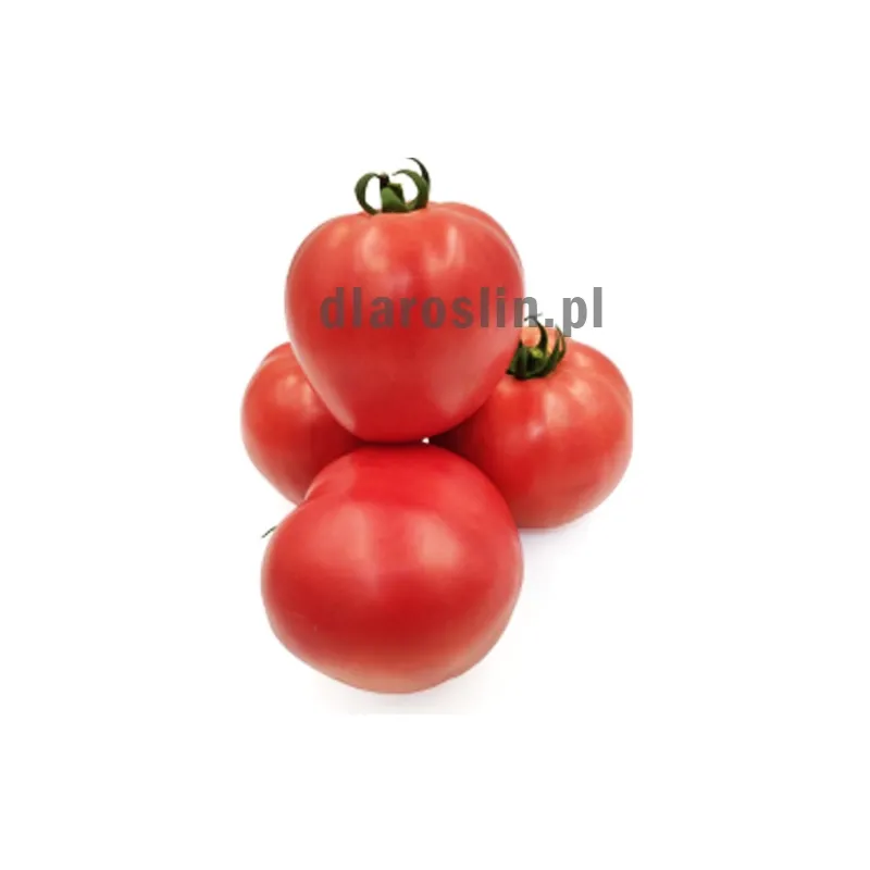 pomidor-tuccane-clause.jpg