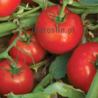 pomidor-bellarosa-sakata-nasiona.jpg