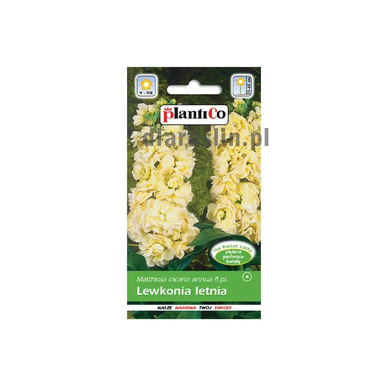 lewkonia-letnia-kremowa-nasiona-plantico.jpg