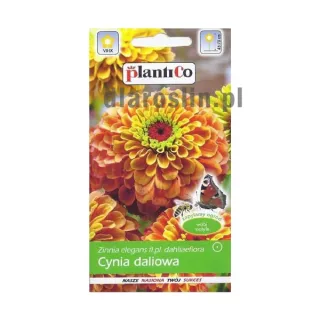 cynia-daliowa-lime-orange-nasiona-plantico.jpg