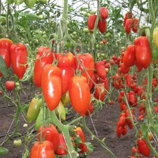 pomidor-cornabel-250tn-nasiona-hazera.jpg