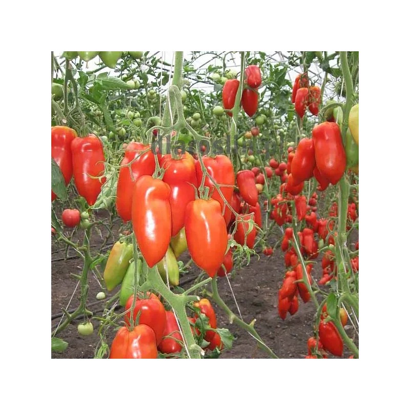 pomidor-cornabel-250tn-nasiona-hazera.jpg