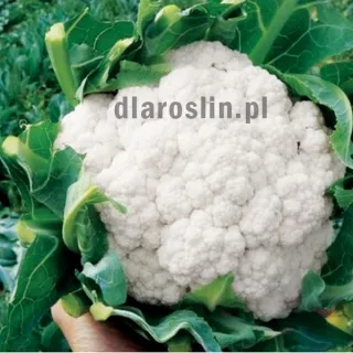 kalafior-whitex-nasiona.jpg