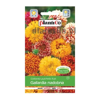 gailardia-nadobna-nasiona-plantico.jpg