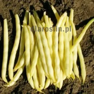 nasiona-fasola-karlowa-1003gf.jpg