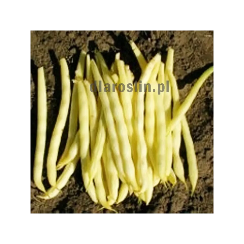 nasiona-fasola-karlowa-1003gf.jpg
