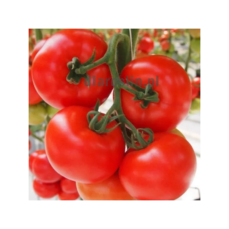 nasiona-pomidor-tamaris-clause.jpg