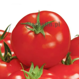 pomidor-cladostar-sakata.jpg