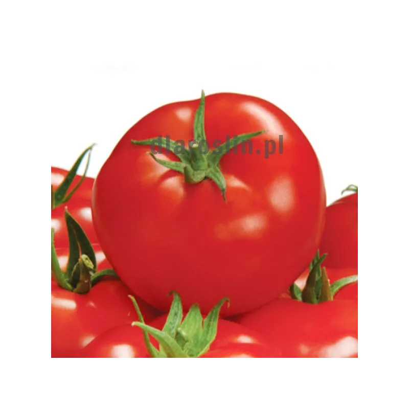 pomidor-cladostar-sakata.jpg