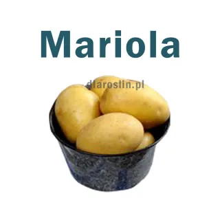 ziemniaki-sadzeniaki-mariola.jpg