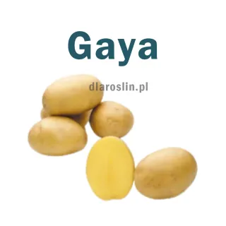 ziemniaki-sadzeniaki-gaya-solana.jpg