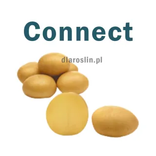 ziemniaki-sadzeniaki-connect-solana.jpg