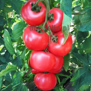 pomidor-honey-moon-nasiona.jpg