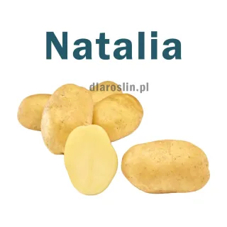 ziemniaki_natalia_solana.jpg