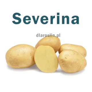 ziemniaki-sadzeniaki-severina-agrico.jpg