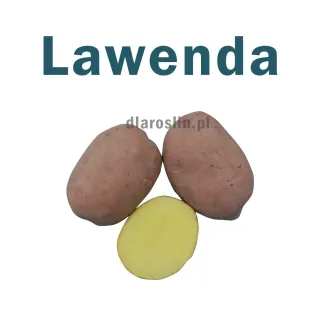 ziemniaki_lawenda_zamarte.jpg