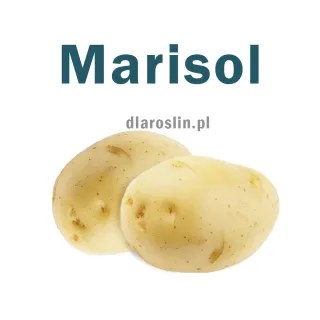 ziemniaki_marisol_hzpc.jpg