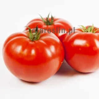 nasiona-pomidor-mercedes-syngenta.jpg