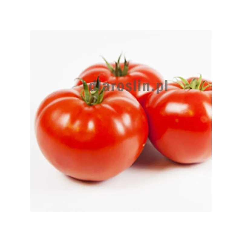 nasiona-pomidor-mercedes-syngenta.jpg
