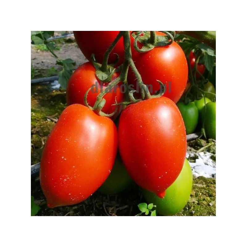 nasiona-pomidor-colibri-hazera.jpg