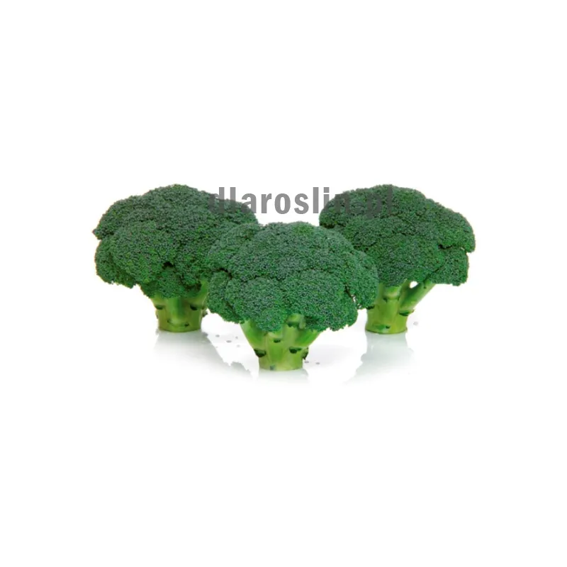 brokulares.jpg