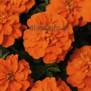 Aksamitka-Tagetes-Patula-Nana-Aton-Deep-Orange.jpg