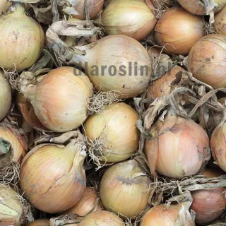 cebula-sv-3557-nasiona-seminis.jpg