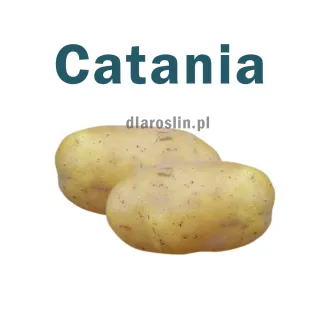 catania.jpg