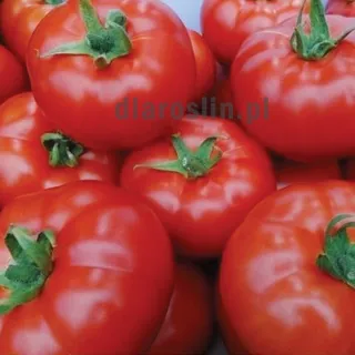 pomidor-celesteen-nasiona.jpg