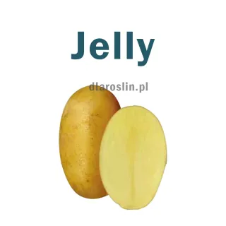 jelly.jpg
