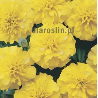 Aksamitka_aton_yellow.jpg