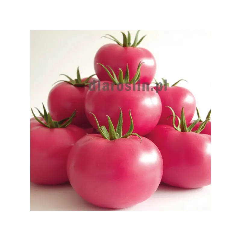 pomidor-manistella-nasiona.jpg