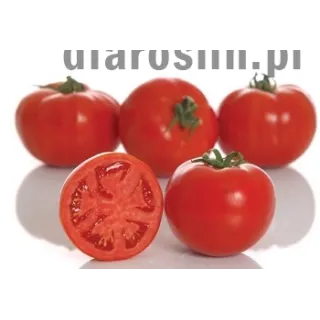 pomidor_amapola.jpg