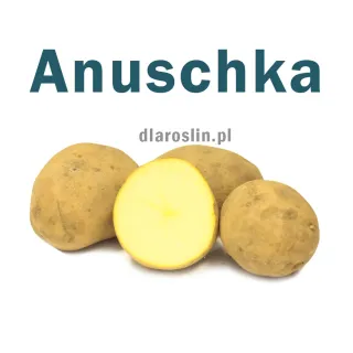 ziemniaki-sadzeniaki-anuschka.jpg