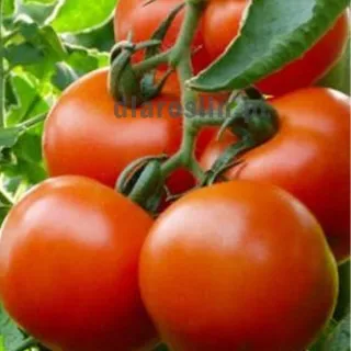 nasiona-pomidor-hector.jpg