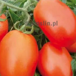 nasiona-pomidor-galilea-hazera.jpg