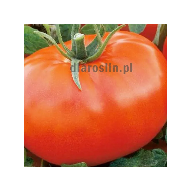 nasiona-pomidor-lianne-alseed.jpg