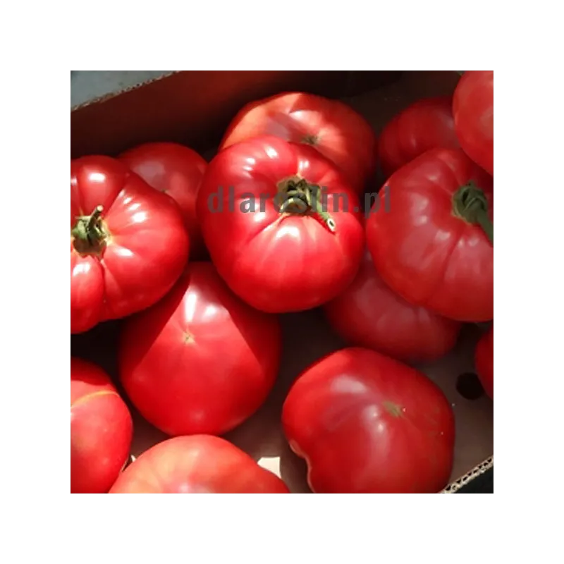 pomidor-aphen-clause-nasiona.jpg