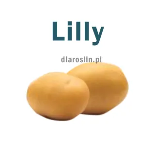lilly.jpg