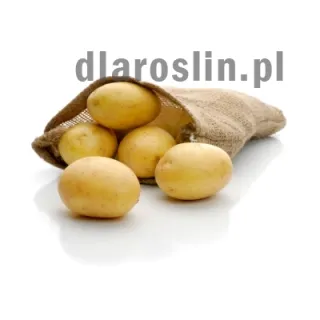 ziemniakisadzeniaki.jpg