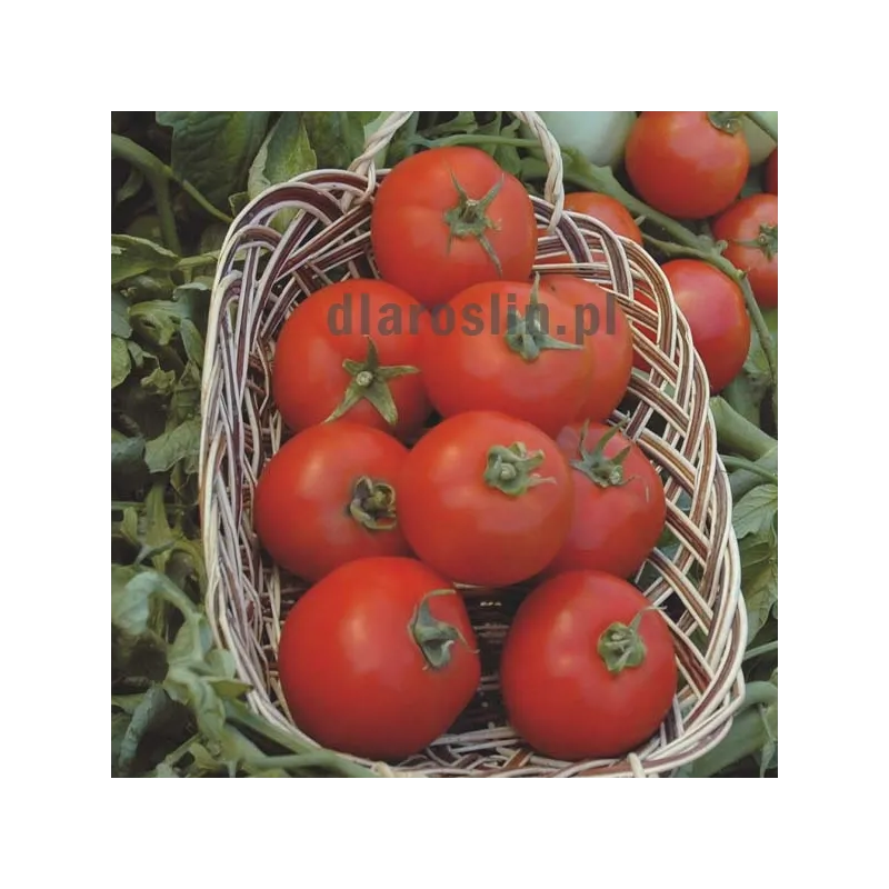 pomidor_polbig_nasiona_bejo.jpg