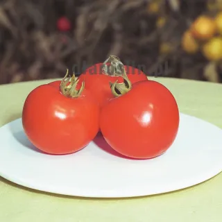 pomidor_polfast_nasiona_bejo.jpg