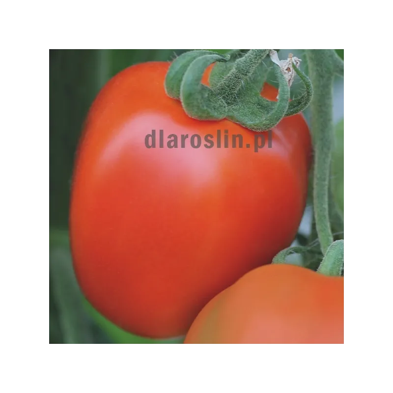 pomidor_benito_nasiona_bejo.jpg