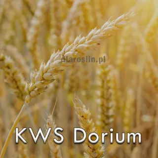 pszenica-kws-dorium.jpg